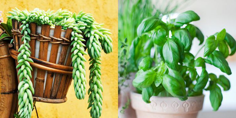 گیاه هوای باز گل و گیاه