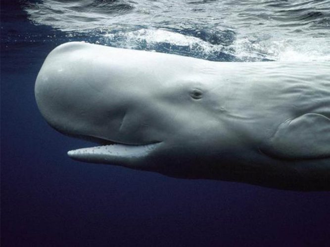 گرانترین عطر جهان از استفراغ نهنگ عنبر