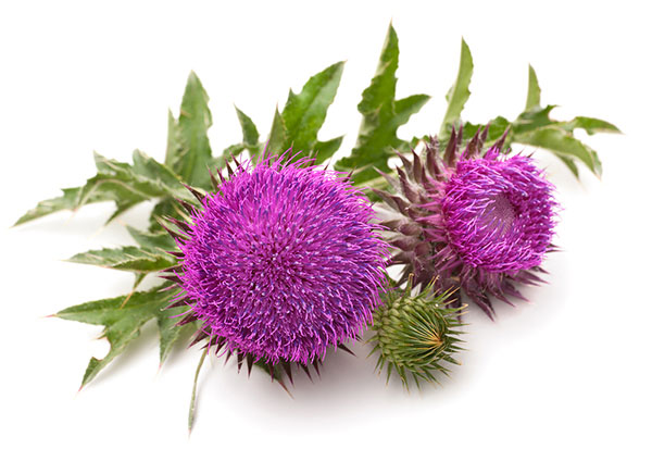 گیاه خار مریم Milk thistle