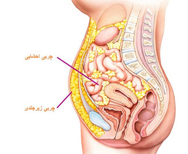 چربی های احشایی