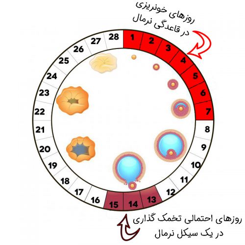 تخمک گذاری