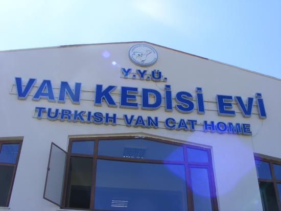 خانه گربه ها در وان ترکیه