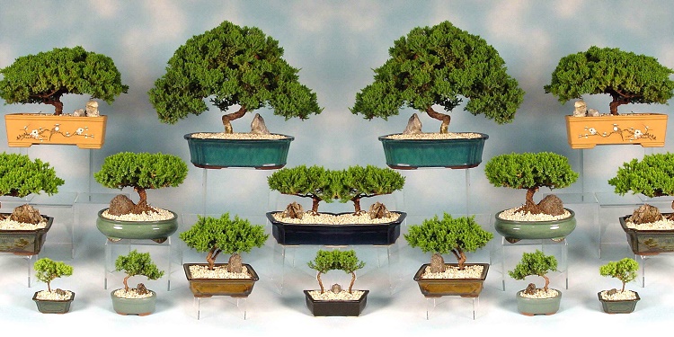بن سای بنسای
