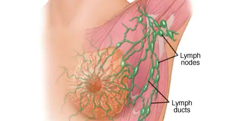 سیستم لنفاوی اطراف پستان و بغل