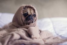 خرید پتو برای سگ