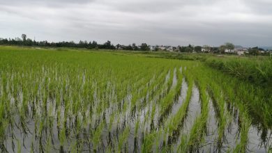 برنج