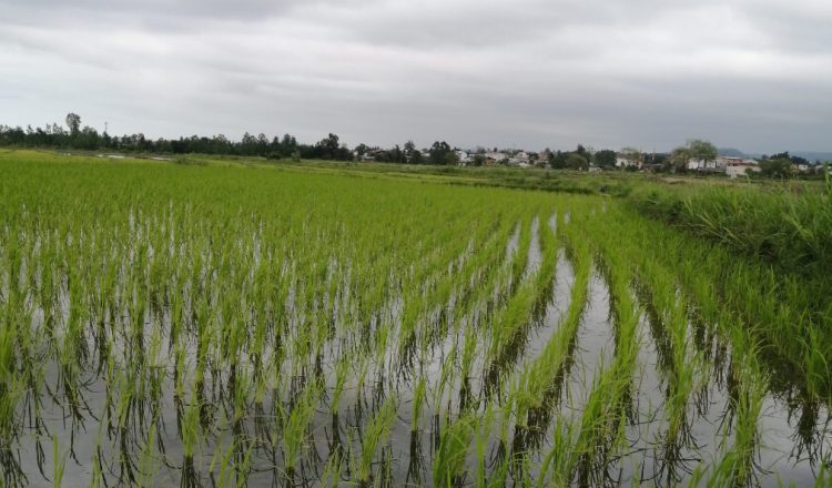 بعد از خرید برنج به چه نکاتی توجه کنیم ؟