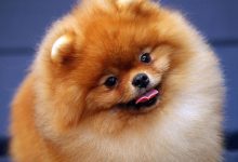 سگ پامرانین