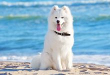 خرید ساموید