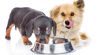 غذای سگ اصل