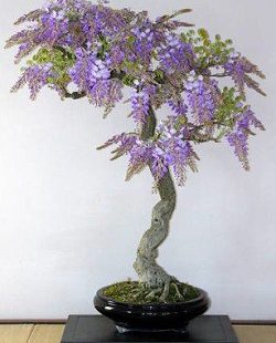 بنسای جاکاراندا بنسای جاکاراندا