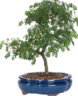 بنسای درخت باران بنسای درخت باران