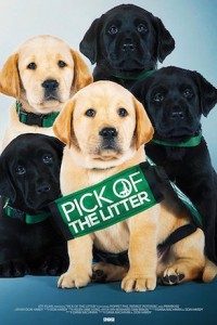 Pick of the Litter Pick of the Litter